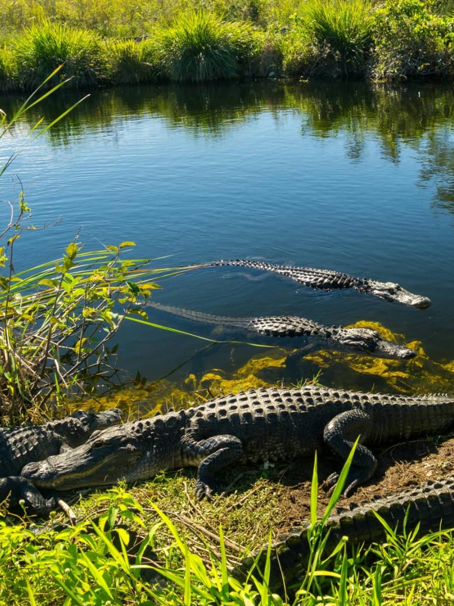 Everglades National Park, Miami
