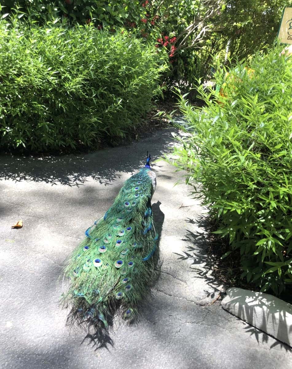 Flamingo Gardens Fort Lauderdale