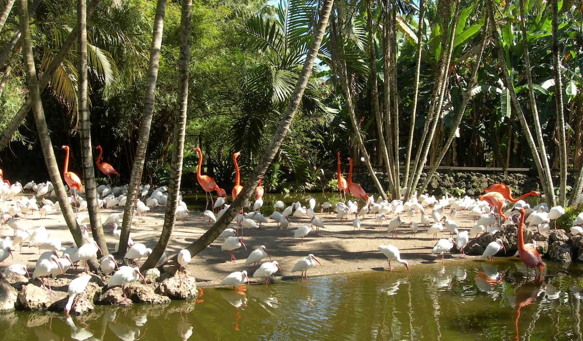 Flamingo Gardens fort lauderdale