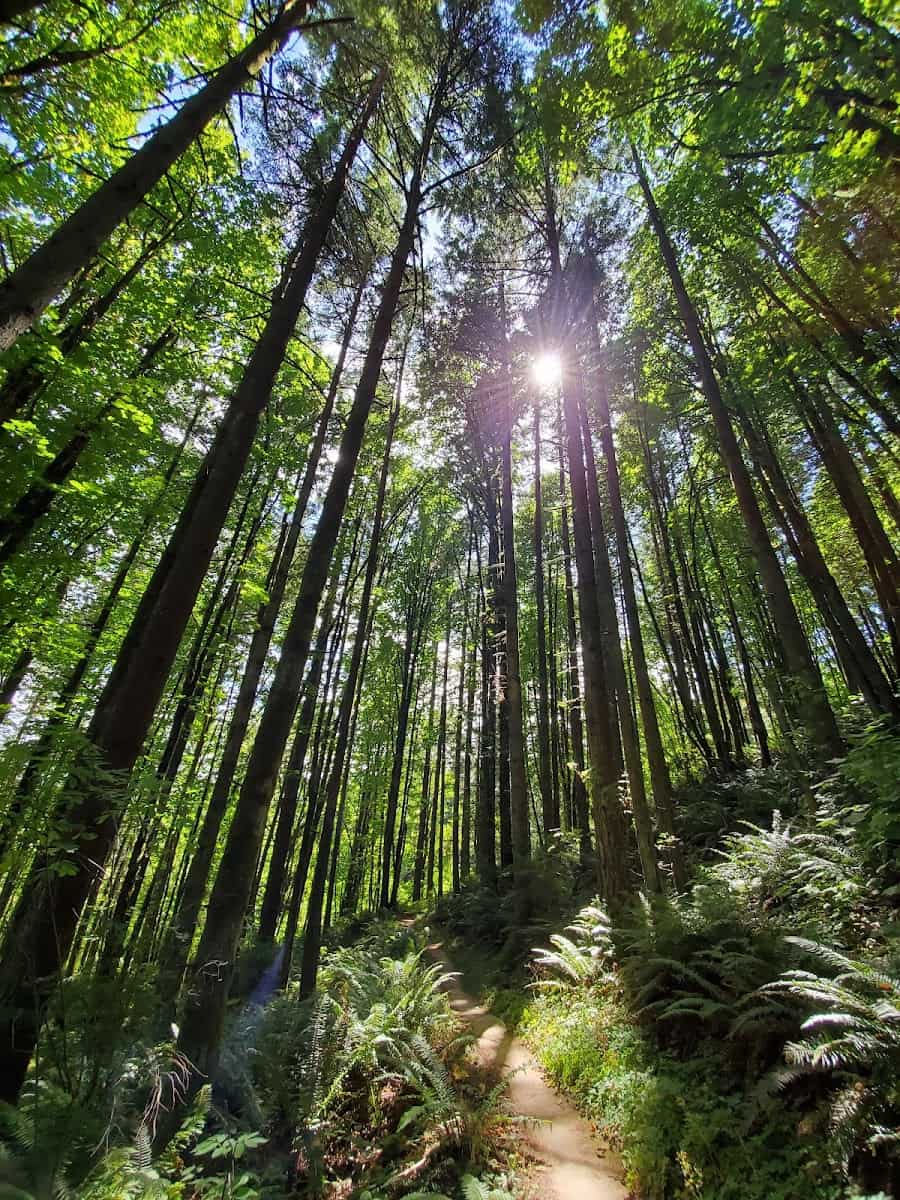 Forest Park, Portland