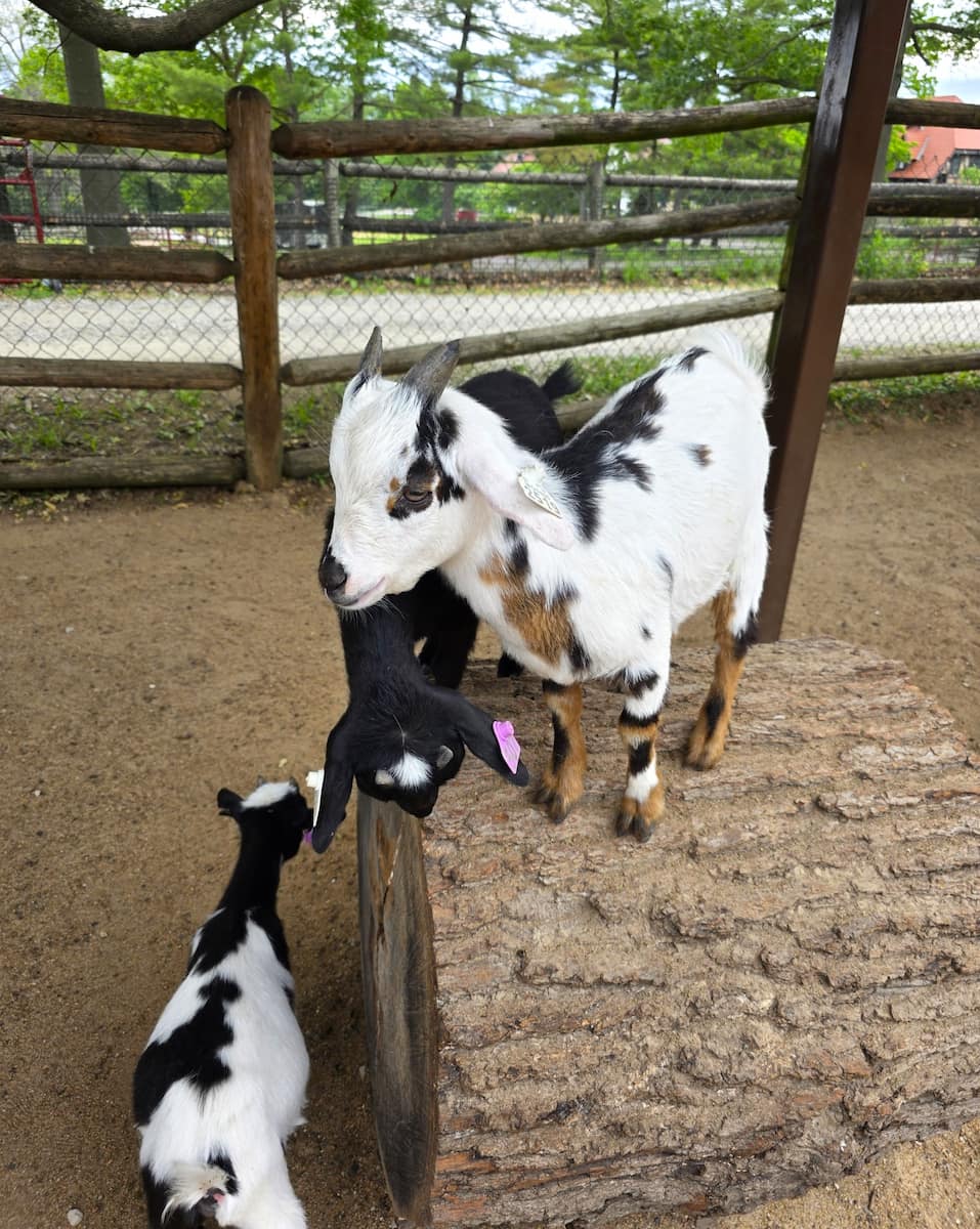Grant's Farm, St.Louis