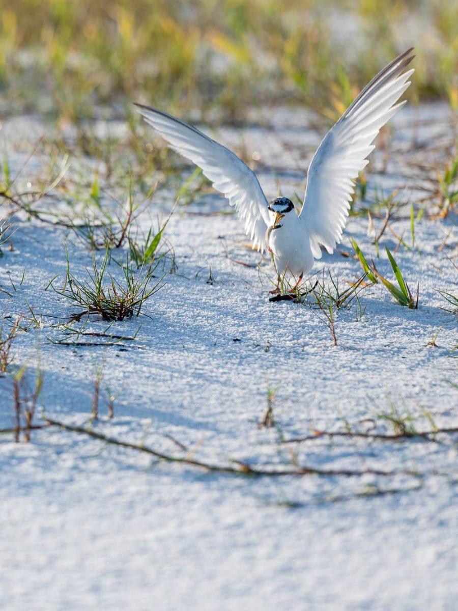 Grayton Beach State Park, Florida