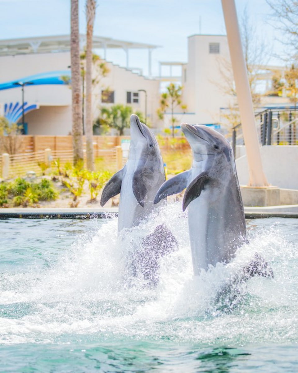 Gulfarium Marine Adventure Park, Destin