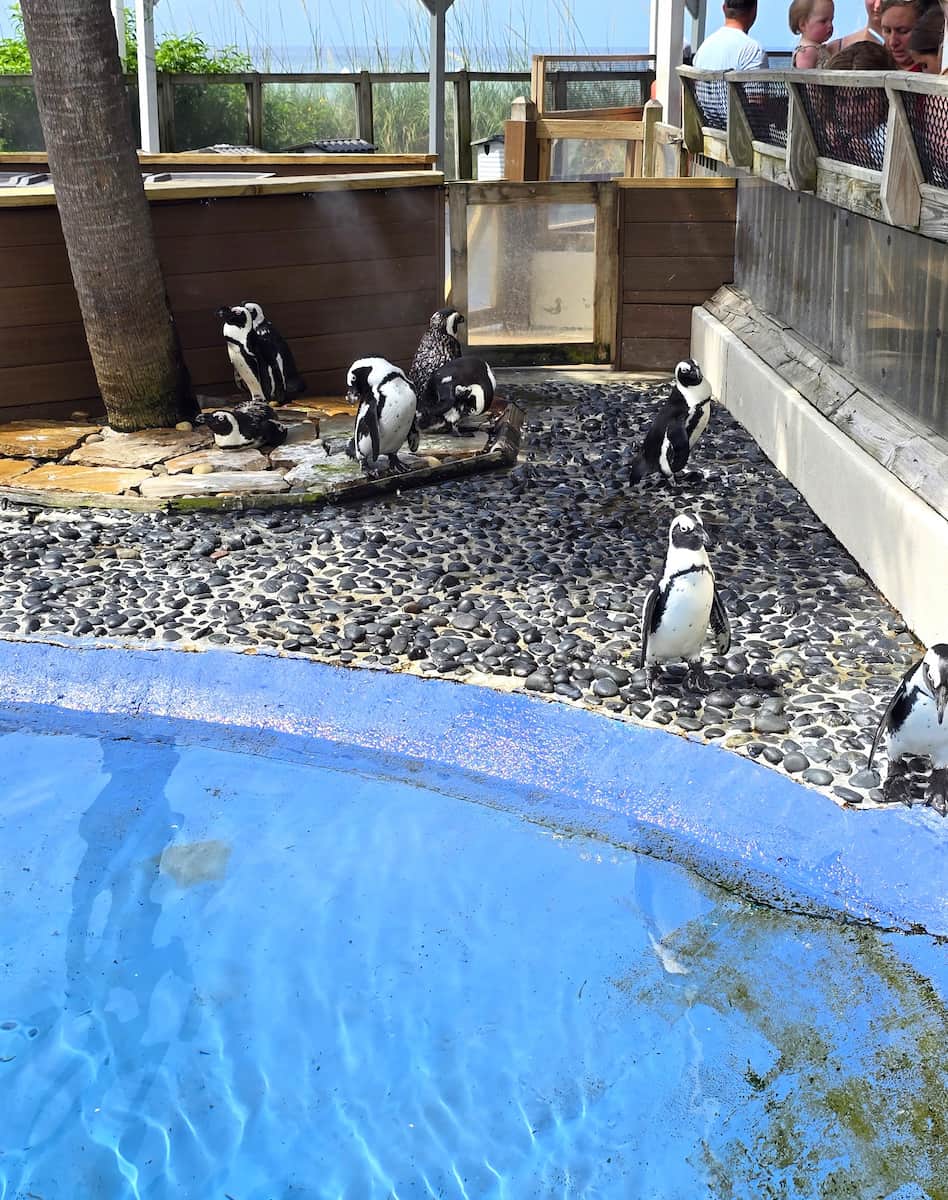 Gulfarium Marine Adventure Park, Destin