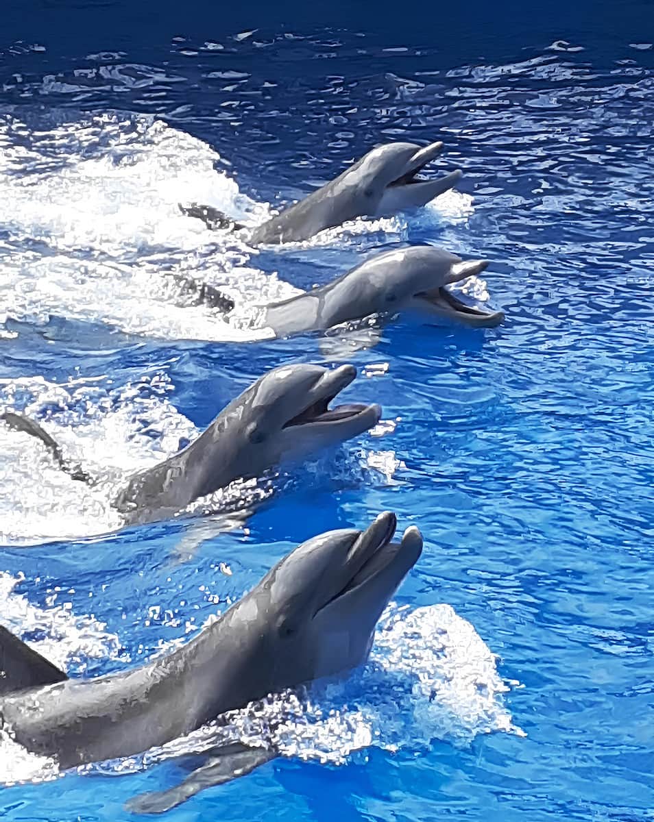 Gulfarium Marine Adventure Park, Destin