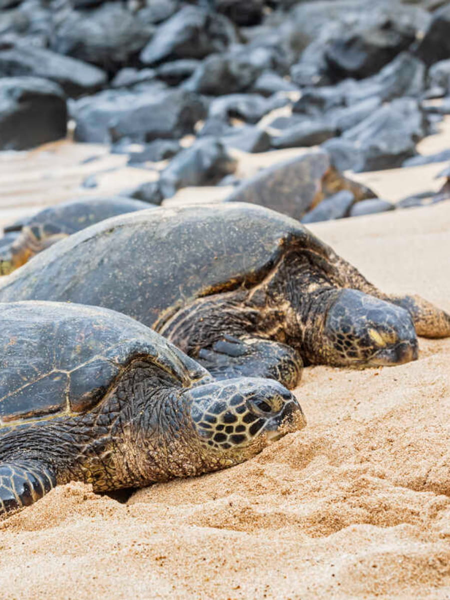 Ho'okipa Beach, Maui
