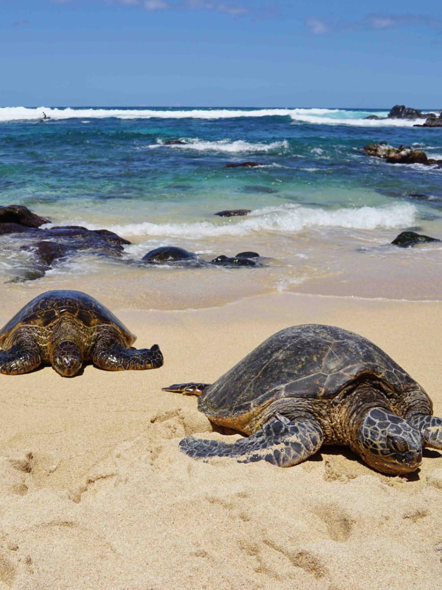 Ho'okipa Beach, Maui