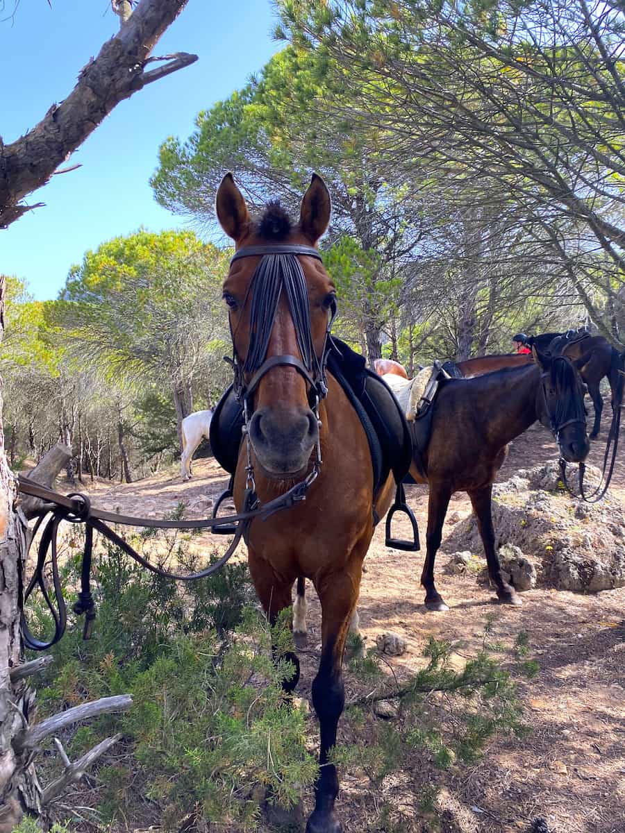 Horseback Riding Tours Tarifa
