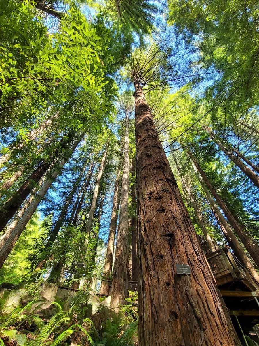 Hoyt Arboretum, Portland