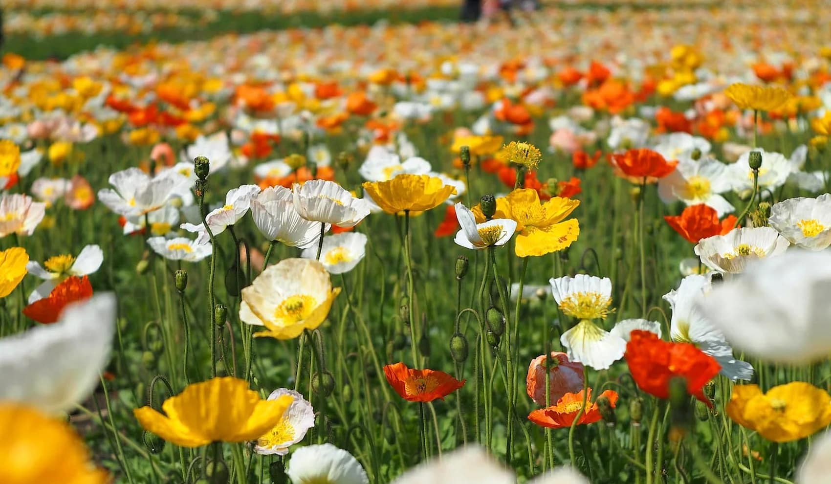 Icelandic poppies bloom Keflavik
