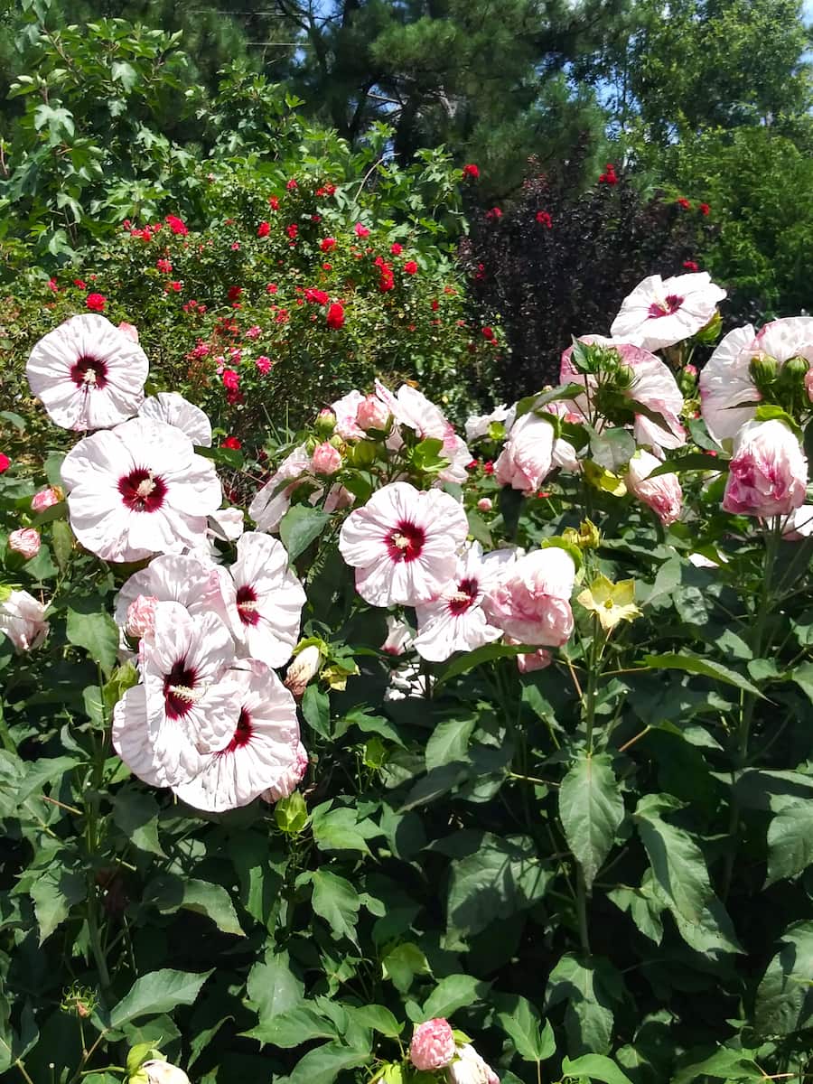 JC Raulston Arboretum, Raleigh