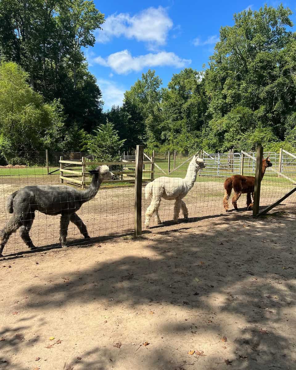 Jersey Shore Alpacas