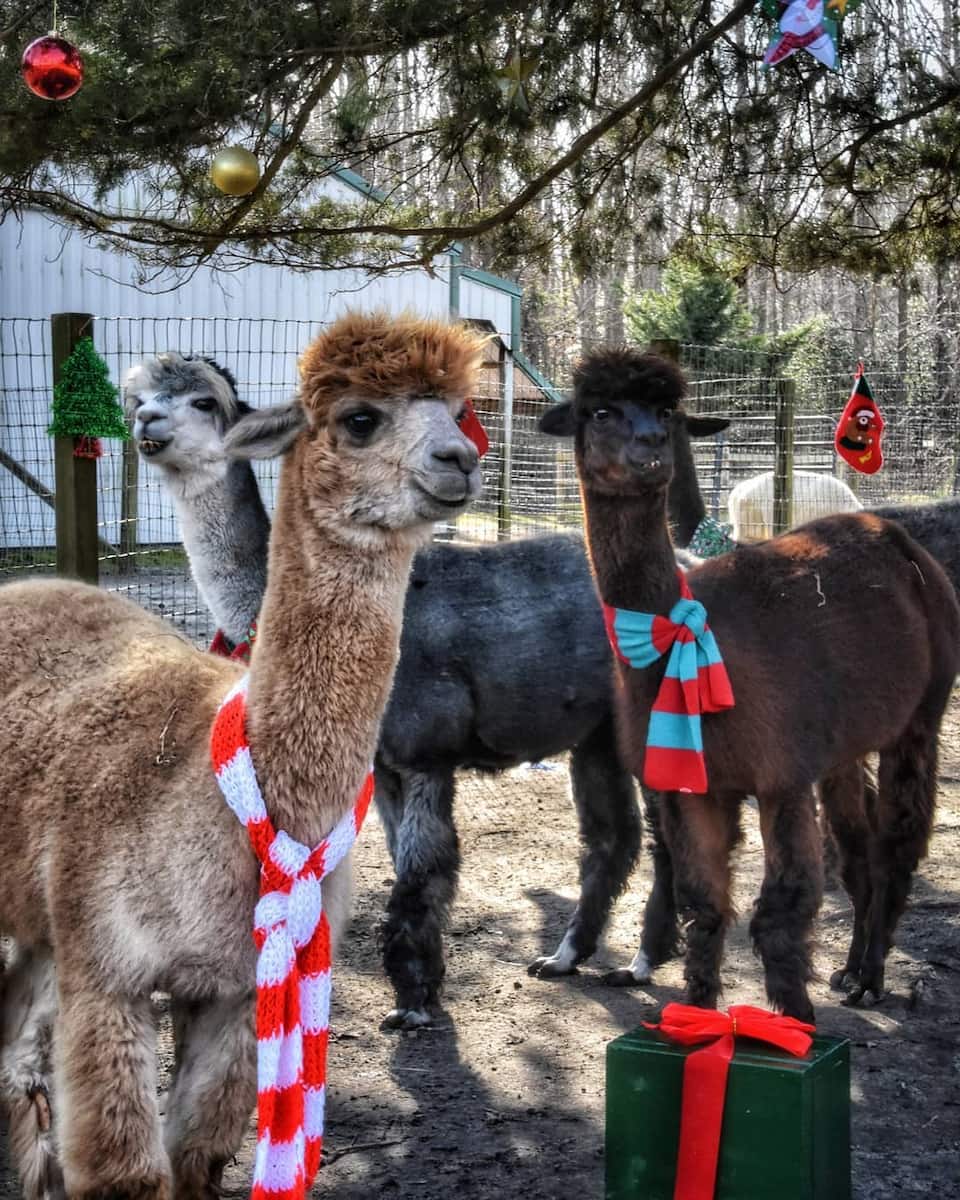 Jersey Shore Alpacas