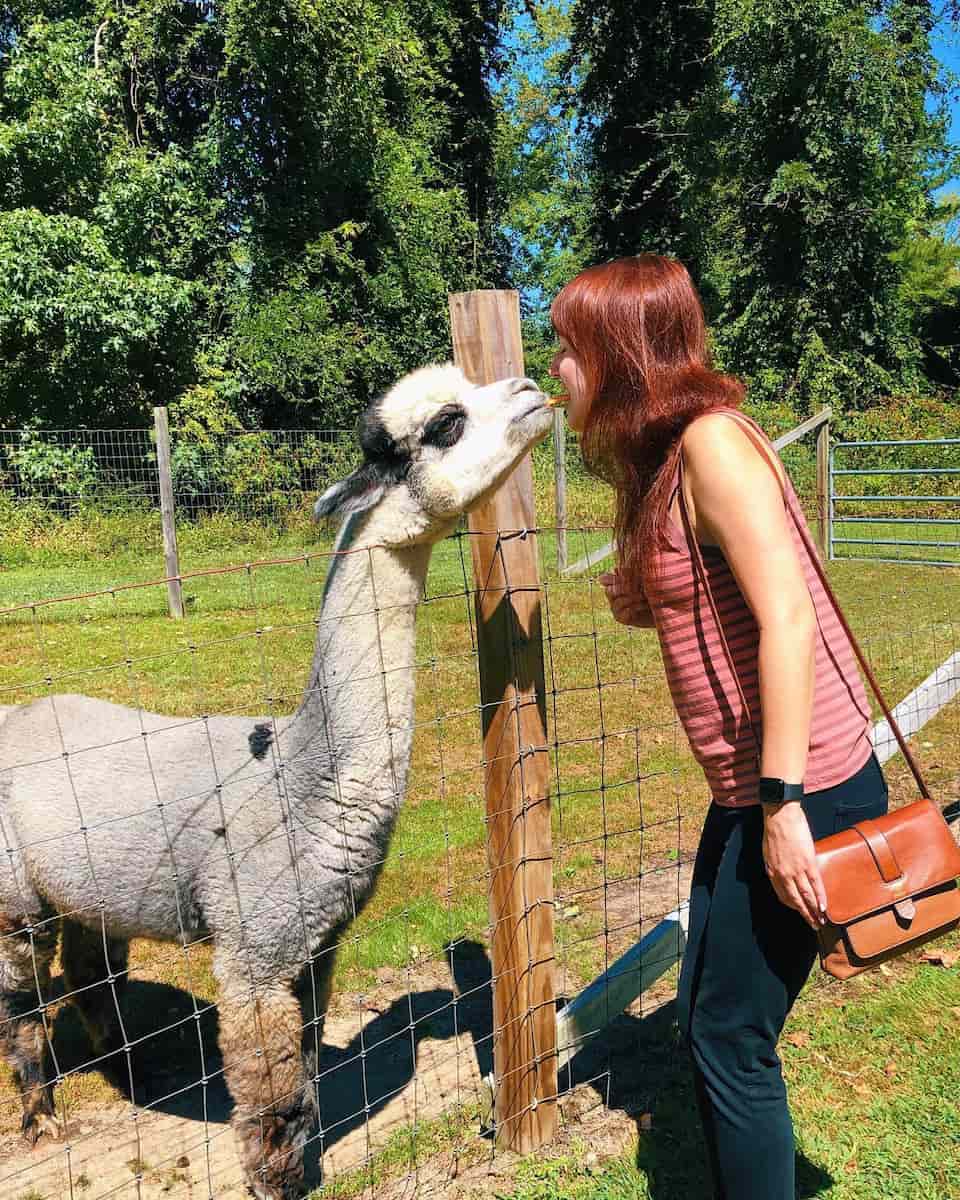 Jersey Shore Alpacas