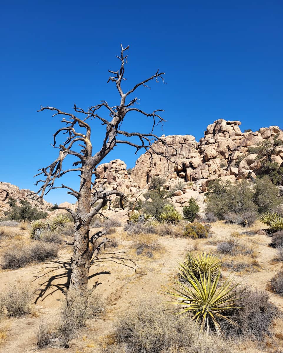 Joshua Tree National Park, CA