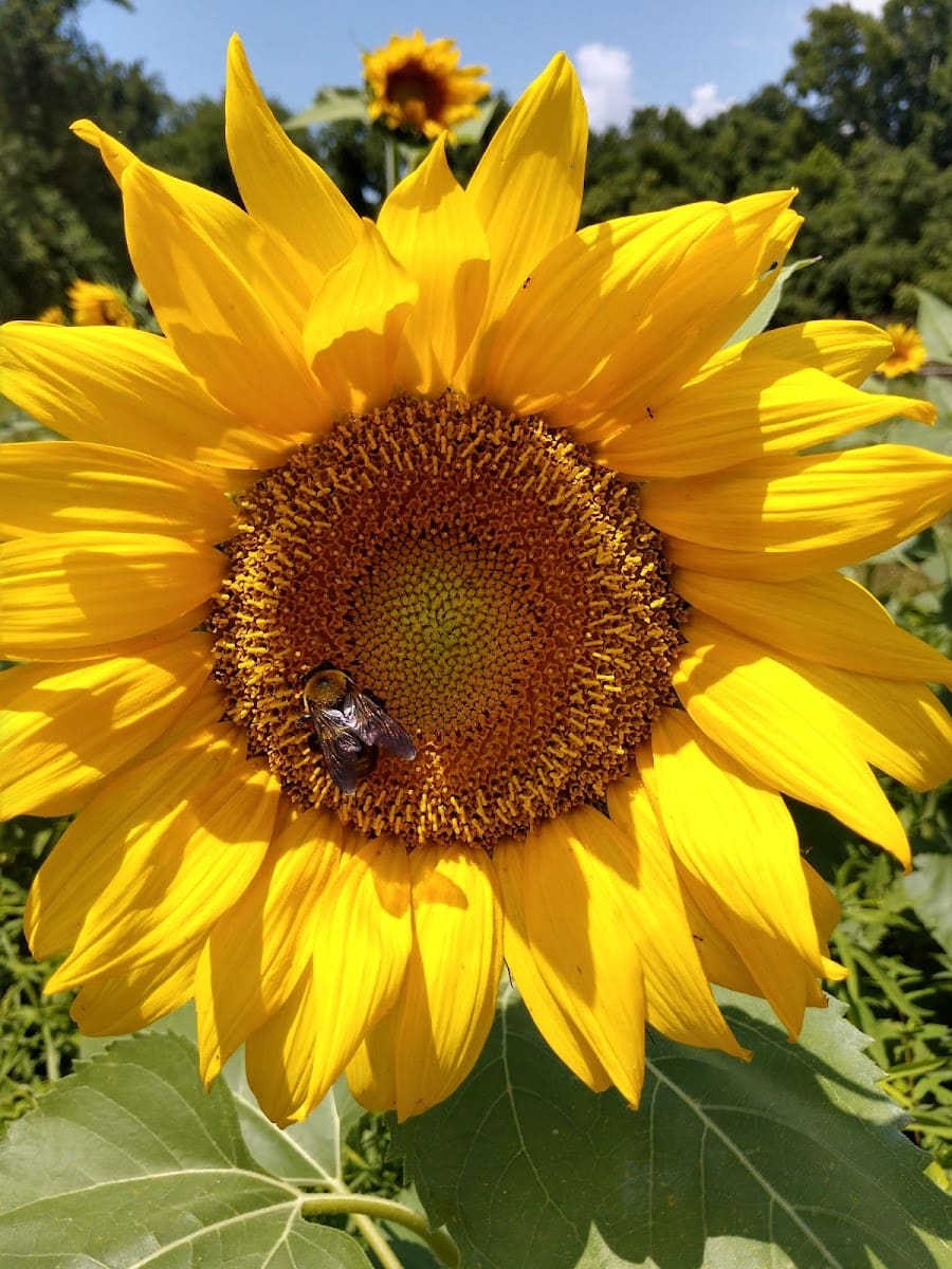 Knoxville's Ijams Nature Center, Tennessee