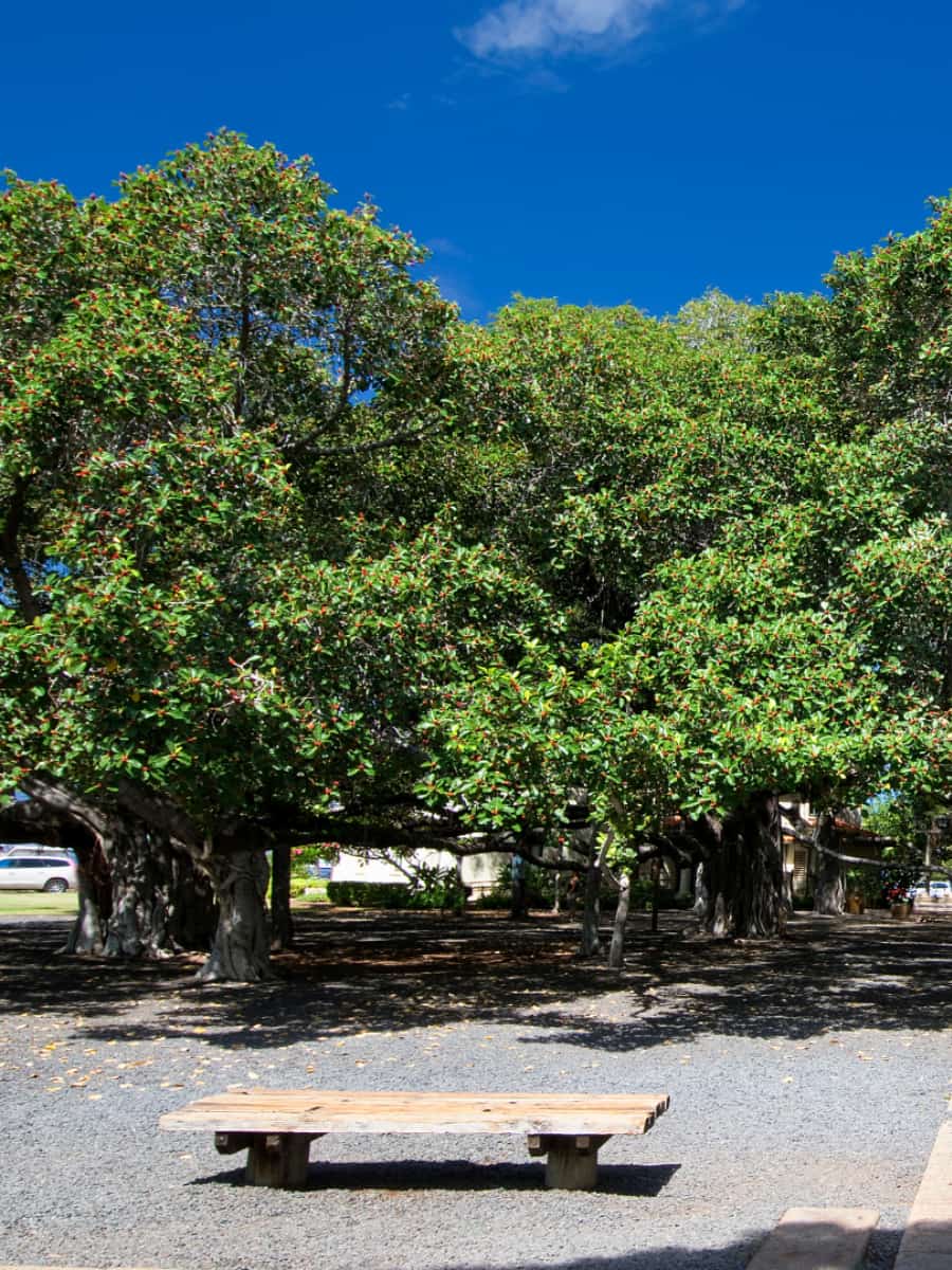 Lahaina Banyan Tree Park, Maui