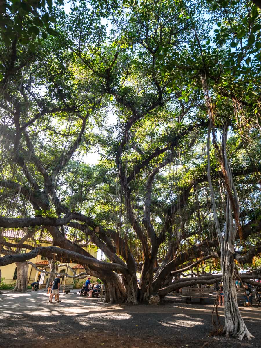 Lahaina Banyan Tree Park, Maui