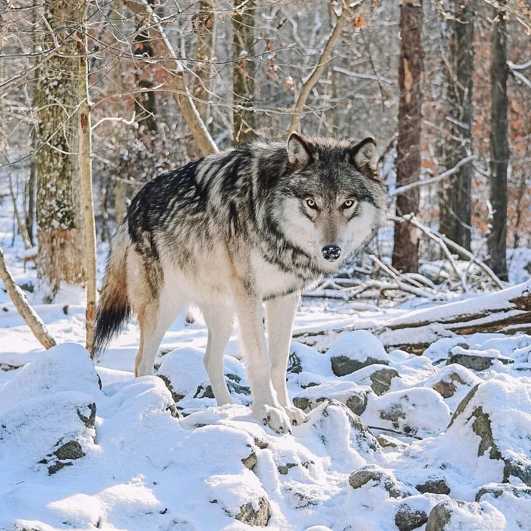 Lakota Wolf Preserve