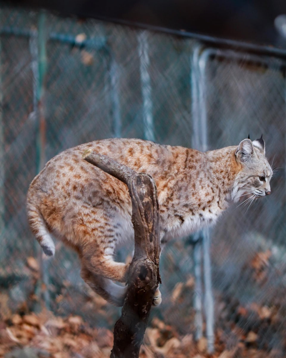 Lakota Wolf Preserve