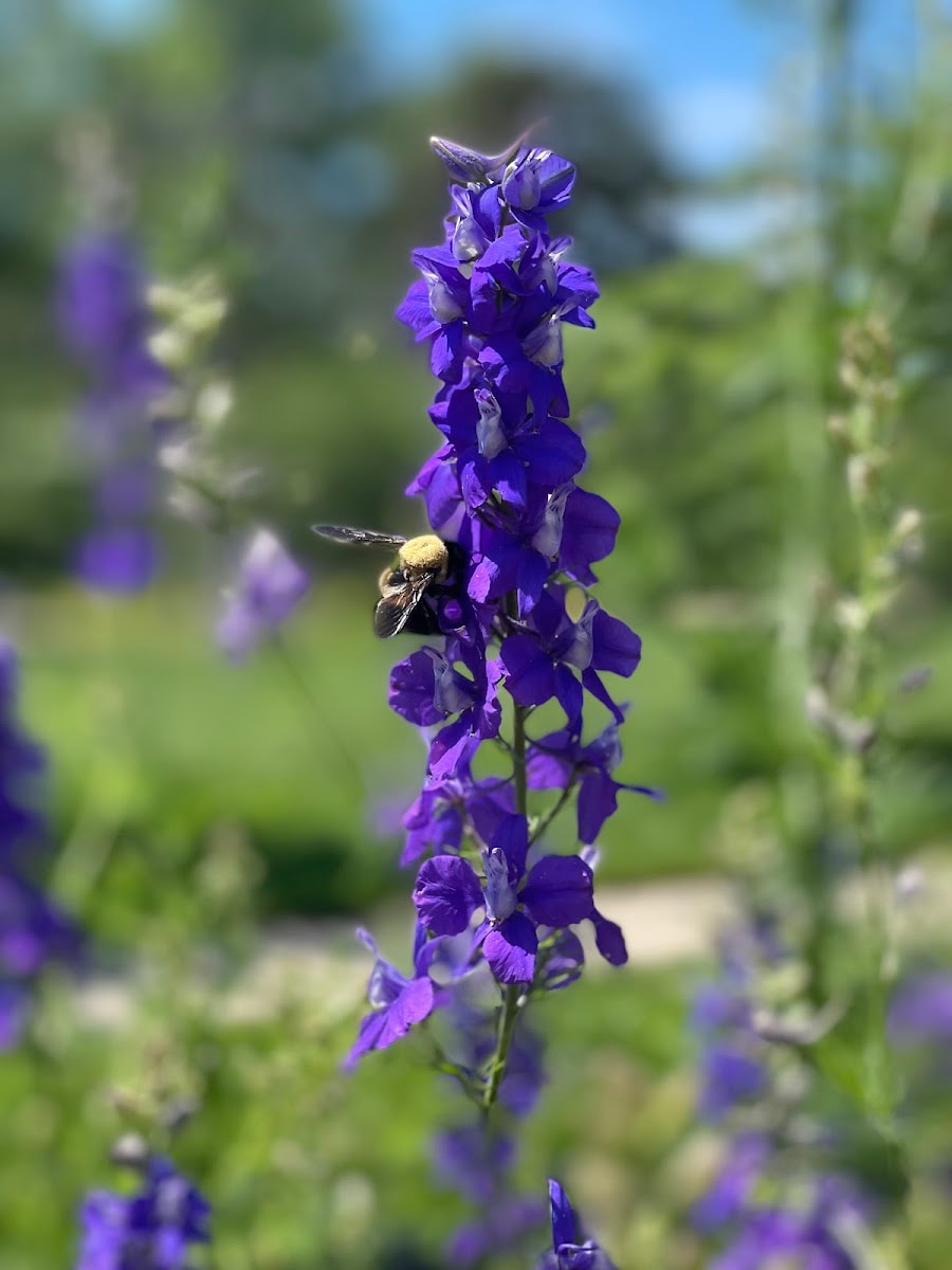 Loose Park Rose Garden, Kansas City