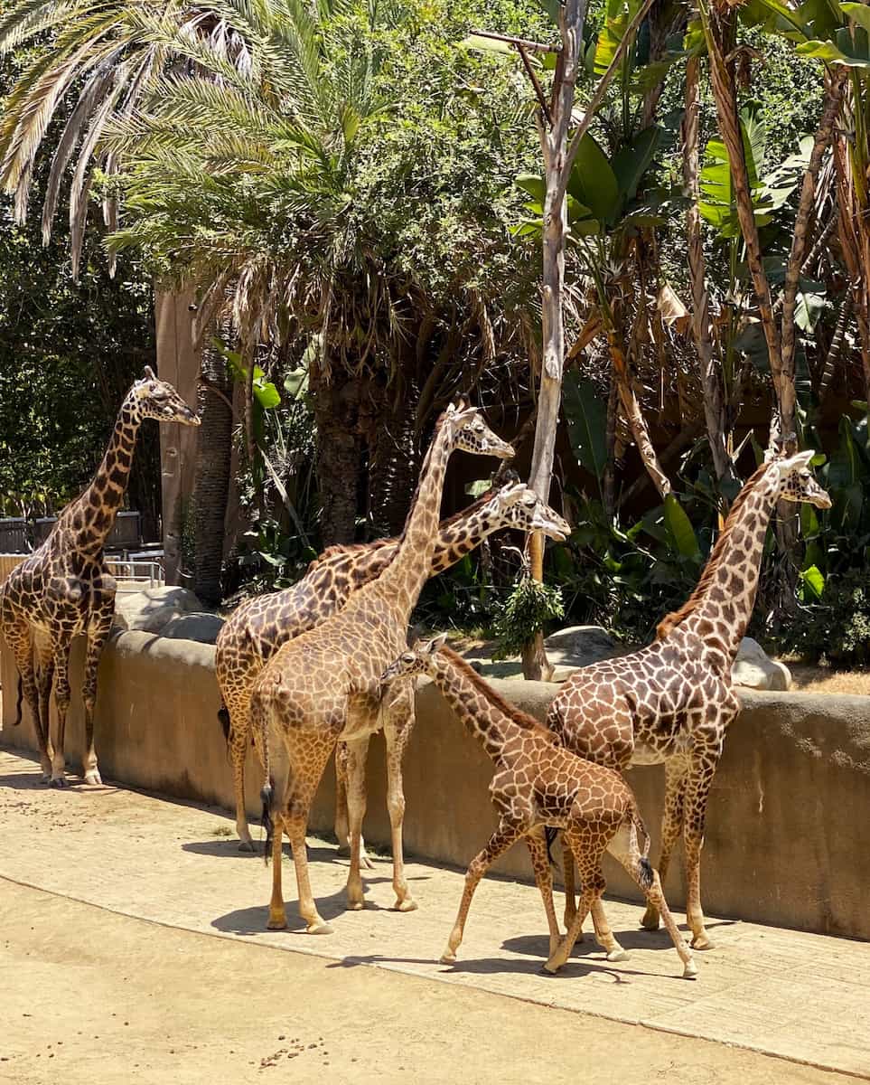 Los Angeles Zoo