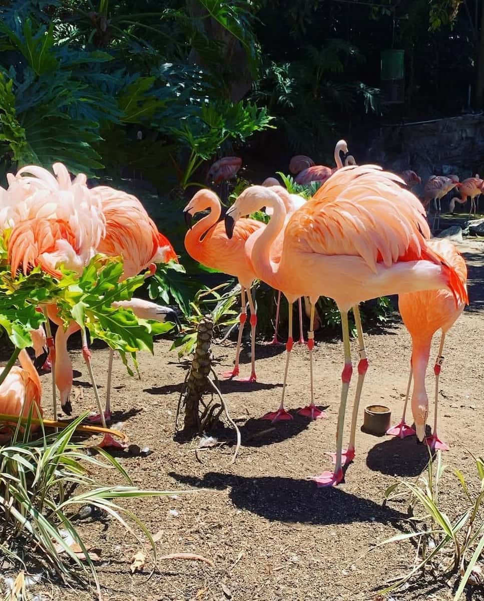 Los Angeles Zoo and Botanical Gardens