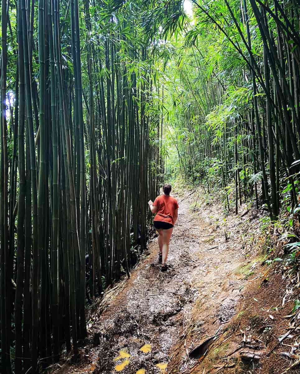 Manoa Falls Hike, Honolulu