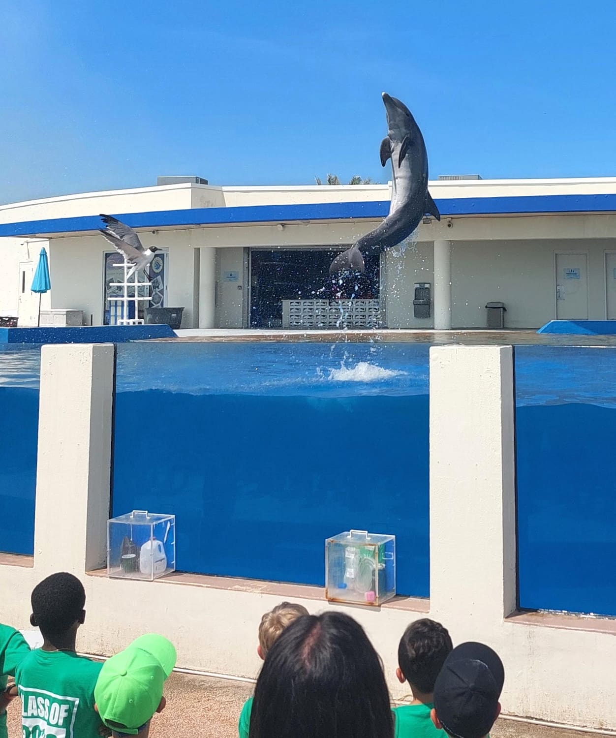 Marineland Dolphin Adventure, FL