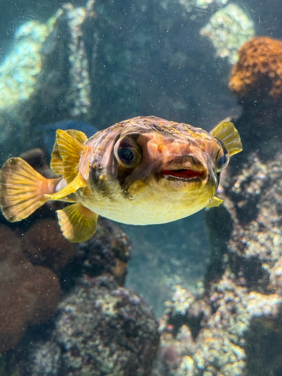 Inside of Maui Ocean Center Aquarium, Maui