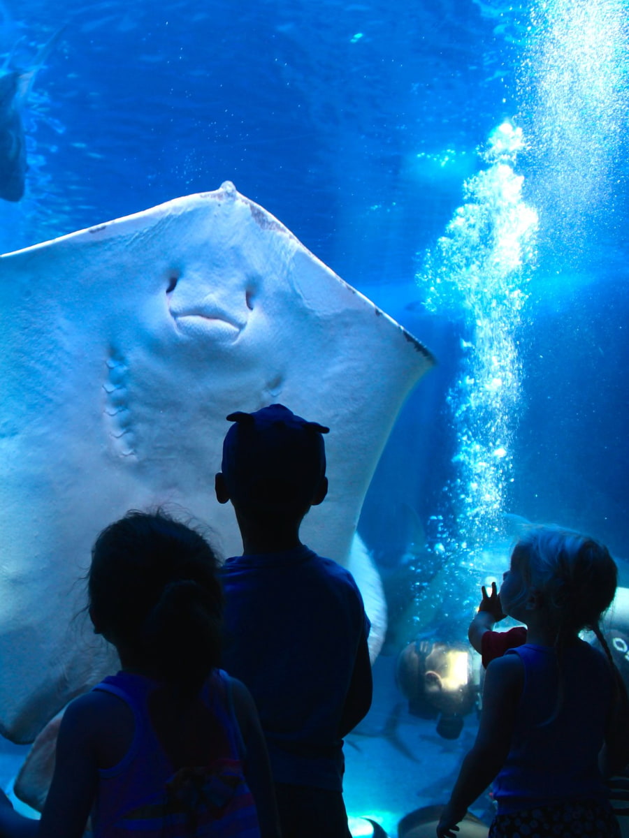 Inside of Maui Ocean Center Aquarium, Maui