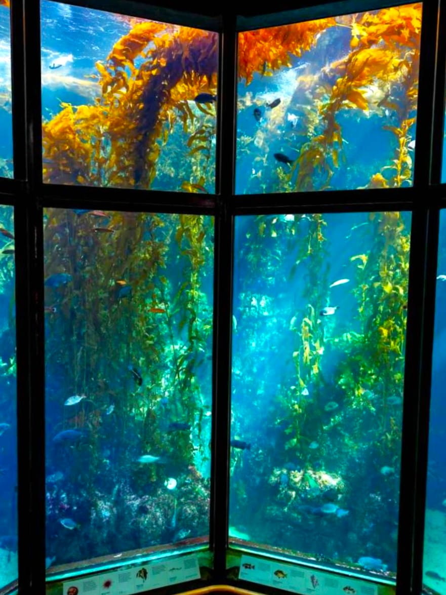 Inside of Monterey Bay Aquarium, California