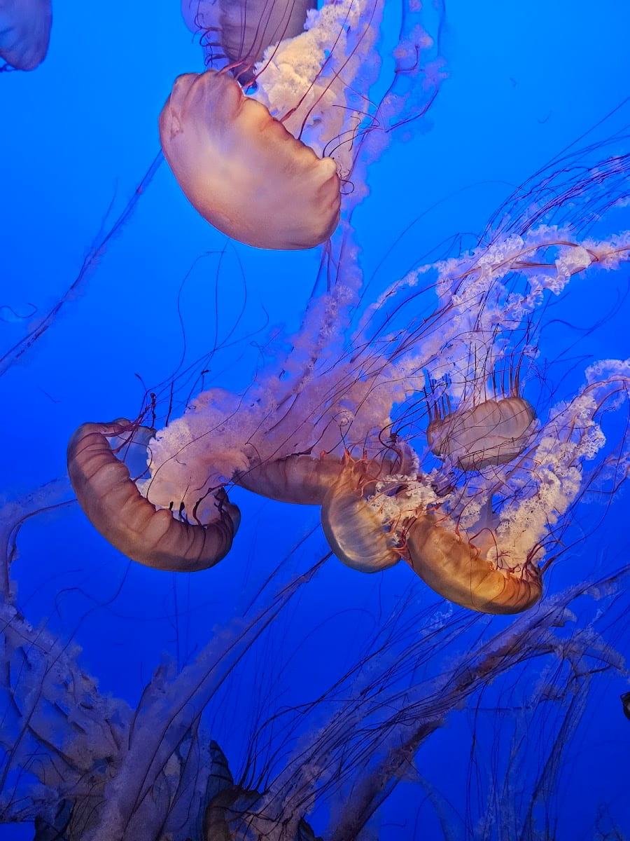 Inside of Monterey Bay Aquarium, California