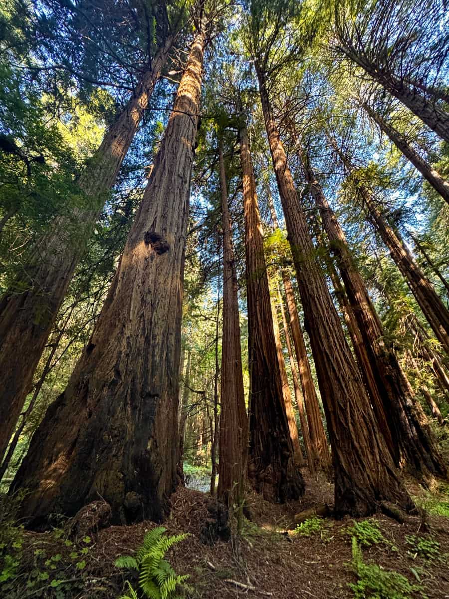 Muir Woods National Monument, California