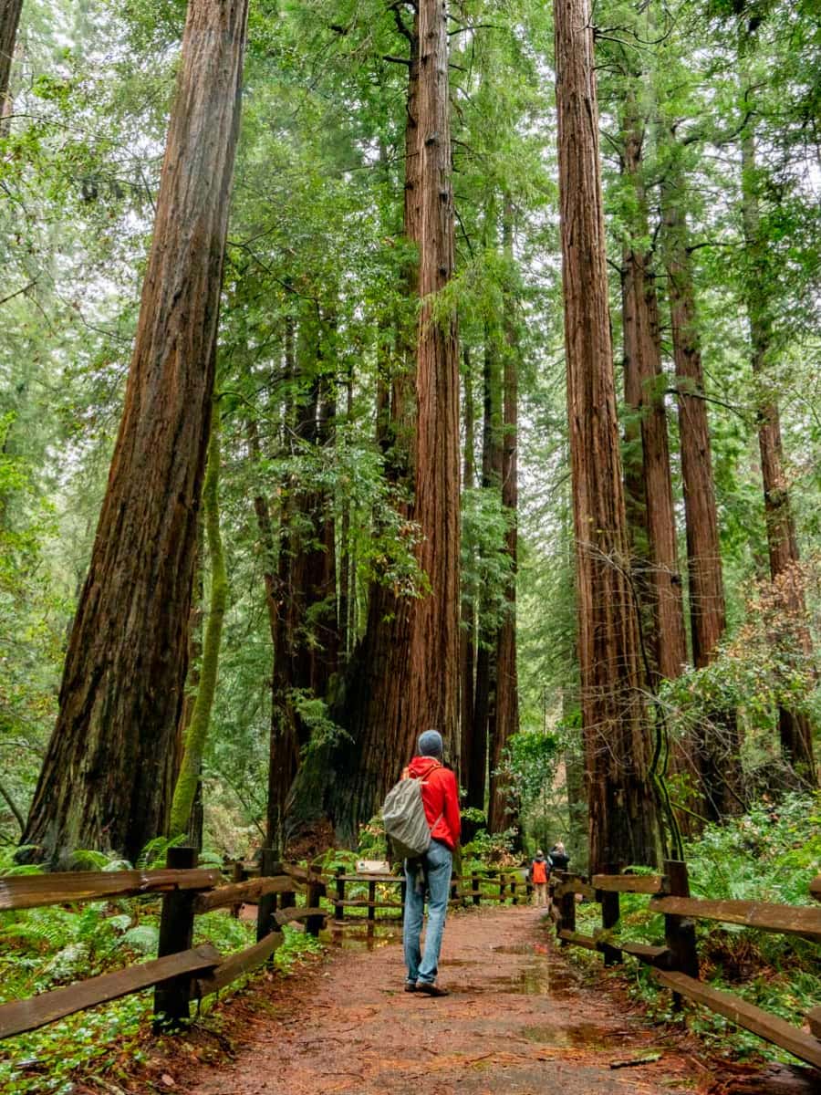 Muir Woods National Monument, California