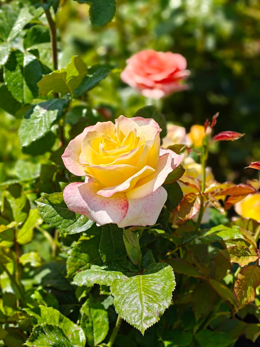 Municipal Rose Garden, San Jose, USA