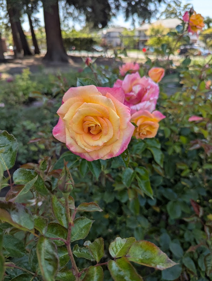 Municipal Rose Garden, San Jose, USA