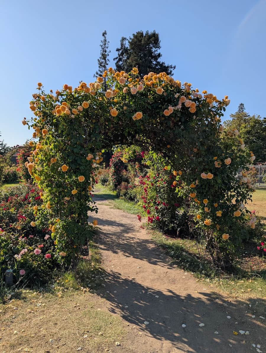 Municipal Rose Garden, San Jose, USA