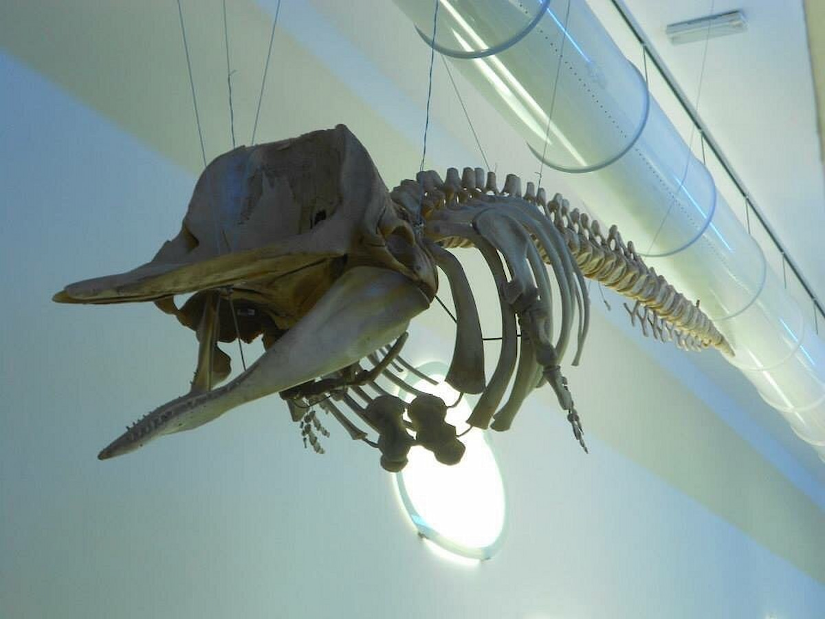 Museo del Mare, Pescara