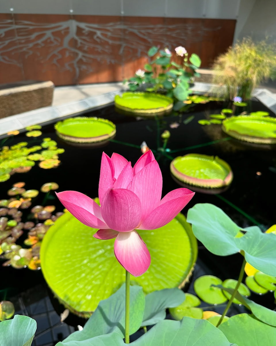 Myriad Botanical Gardens, Oklahoma City