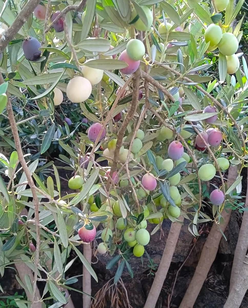 Olive Harvest Tropea