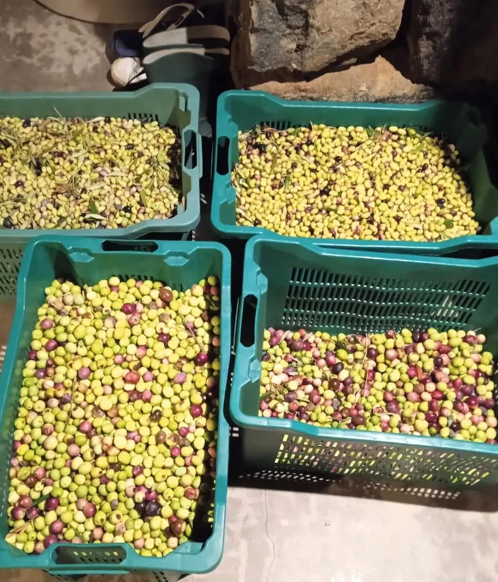 Olive Harvest Tropea
