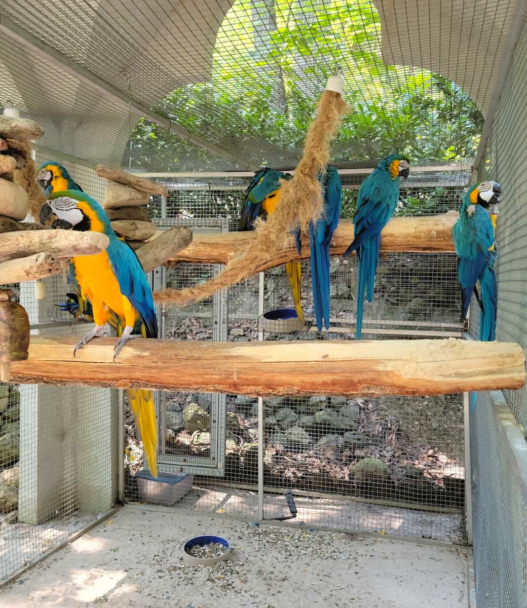 Parrot Mountain & Gardens Pigeon Forge