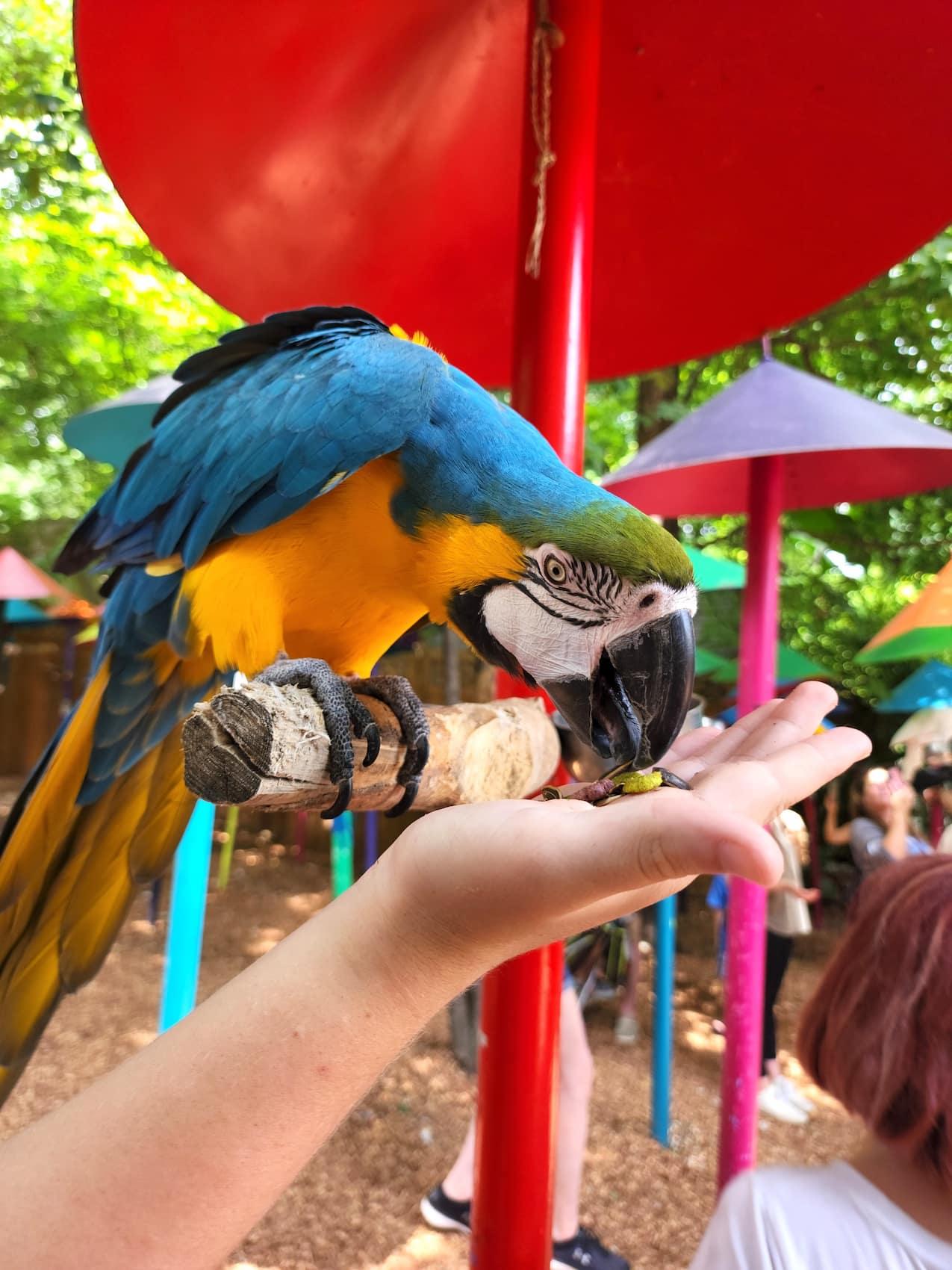 Parrot Mountain & Gardens Pigeon Forge