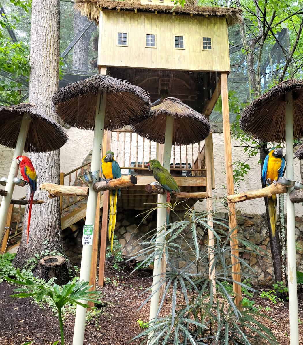 Parrot Mountain & Gardens Pigeon Forge