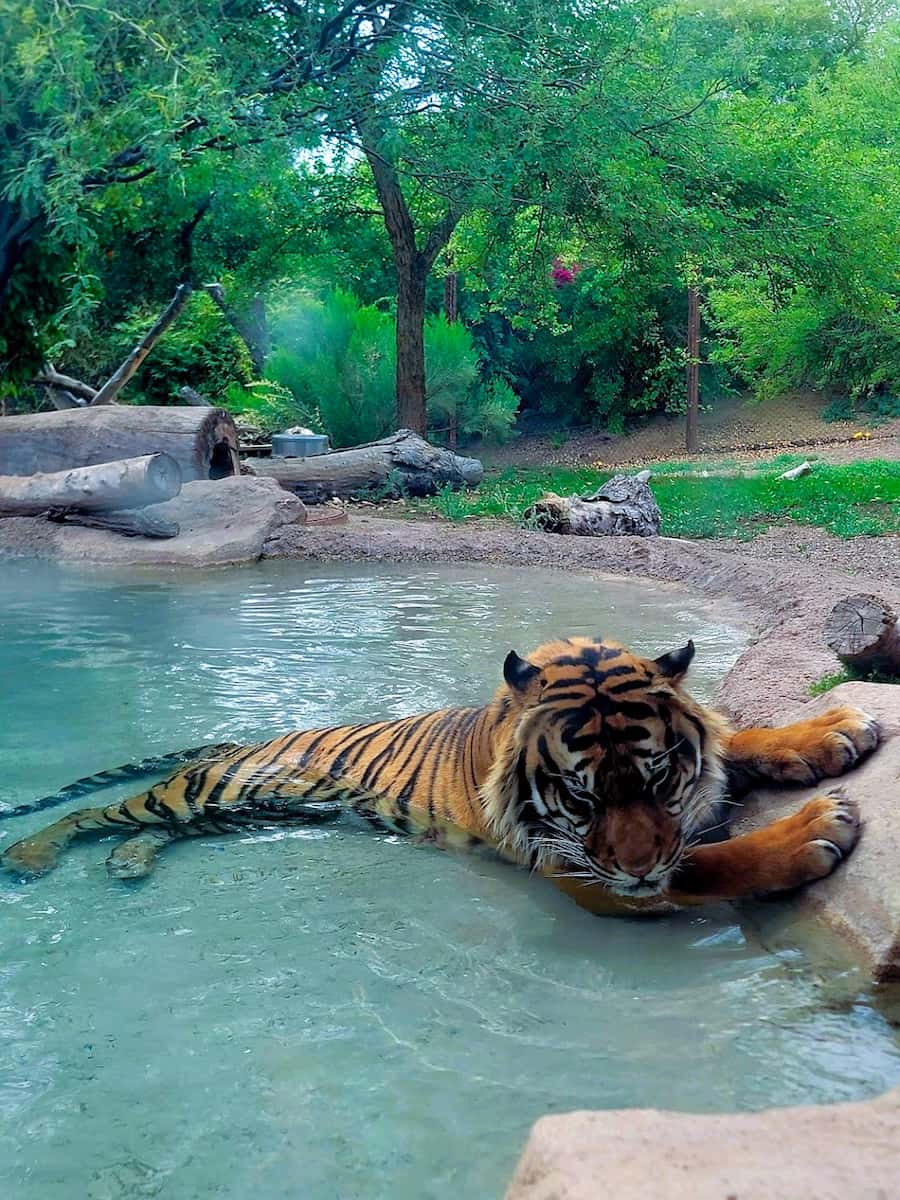 Phoenix Zoo, Arizona