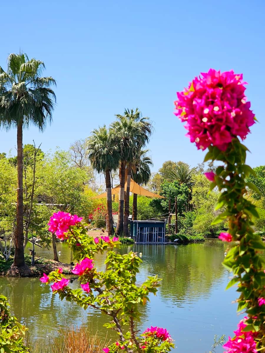 Phoenix Zoo, Arizona