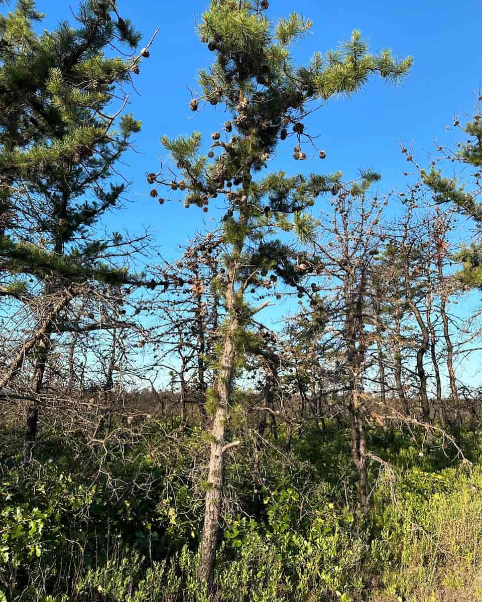 Pine Barrens, New Jersey