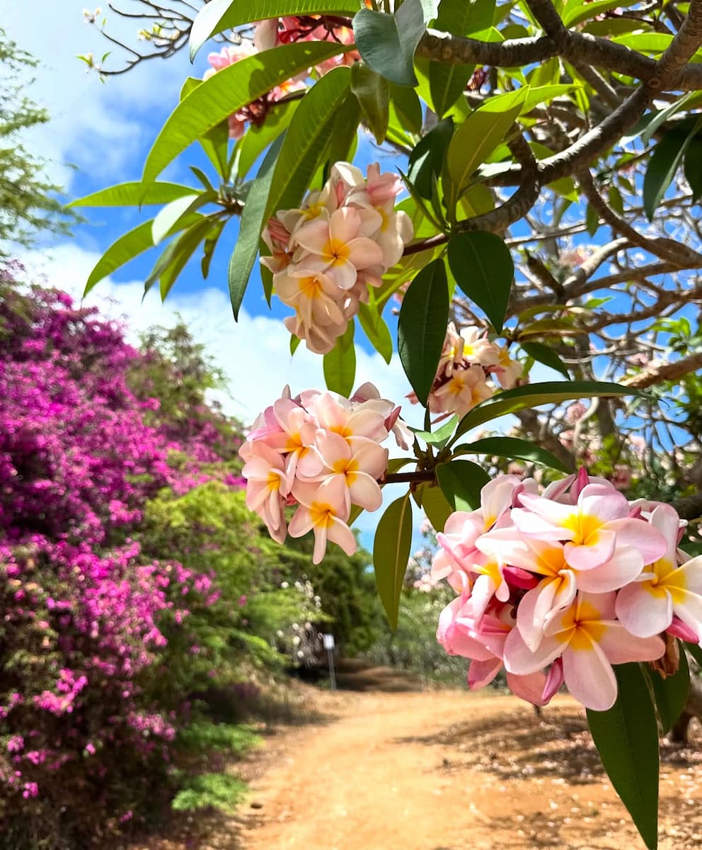 Plumeria Blooming, Kauai