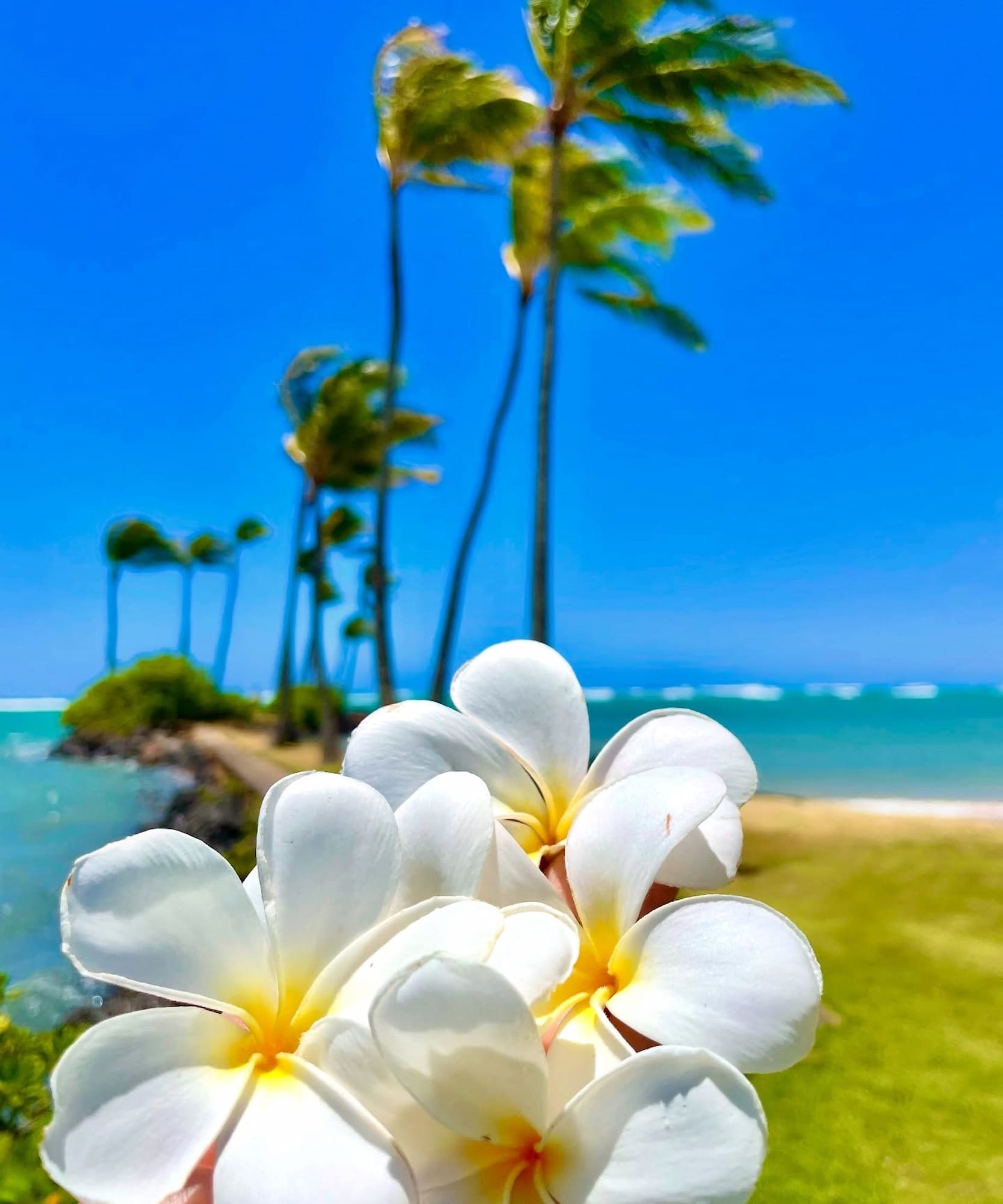 Plumeria Blooming, Kauai